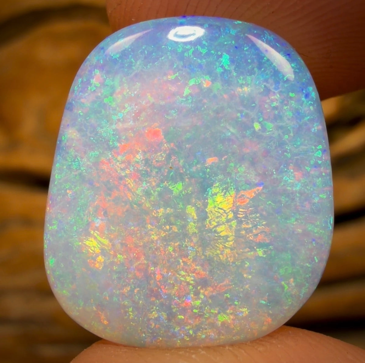 20.1cts - GEM Rare Opal Fossil Wood Crystal Opal