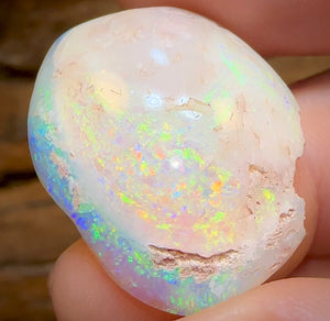 27.1cts - Opalised Fossil Shell Specimen from South Australia