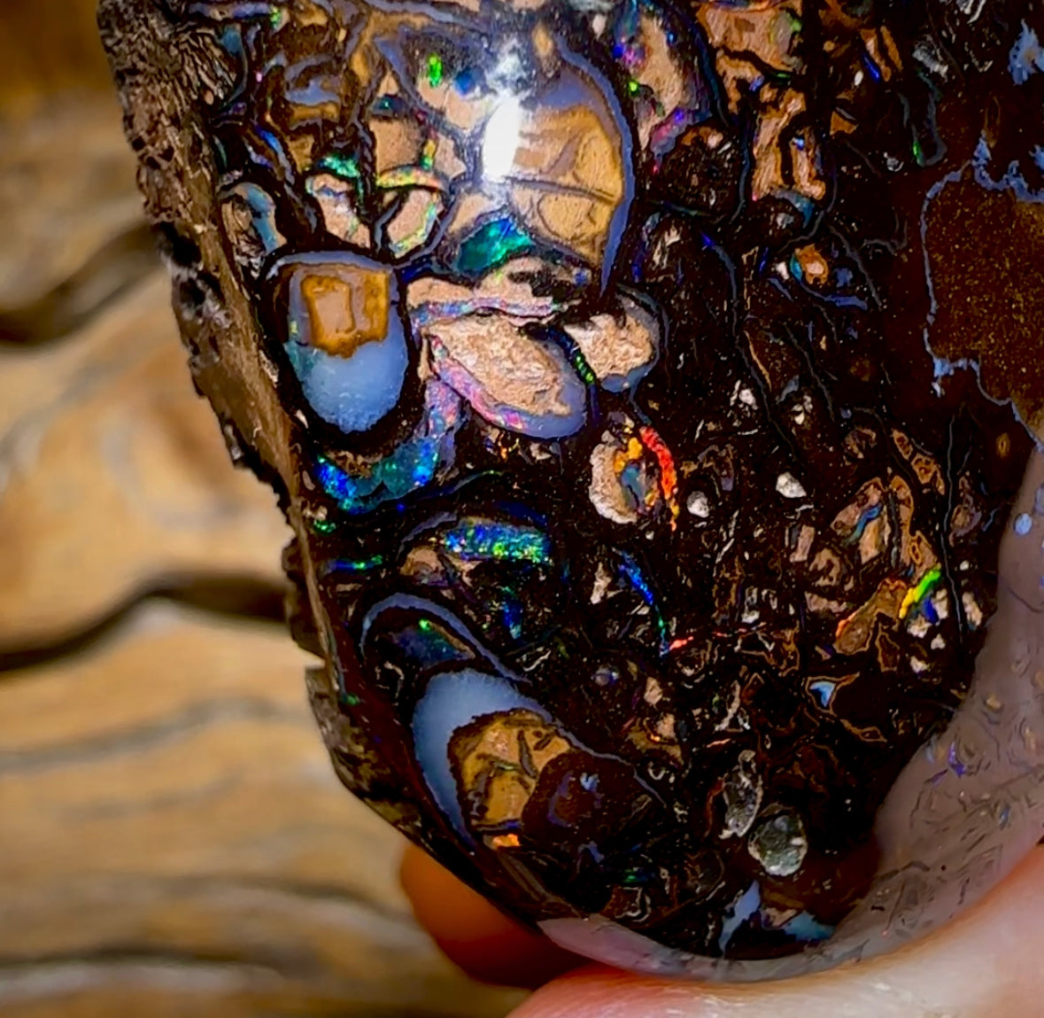 342.9cts - Large Polished Tribal Koroit Nut Opal Specimen - Opal Whisperers