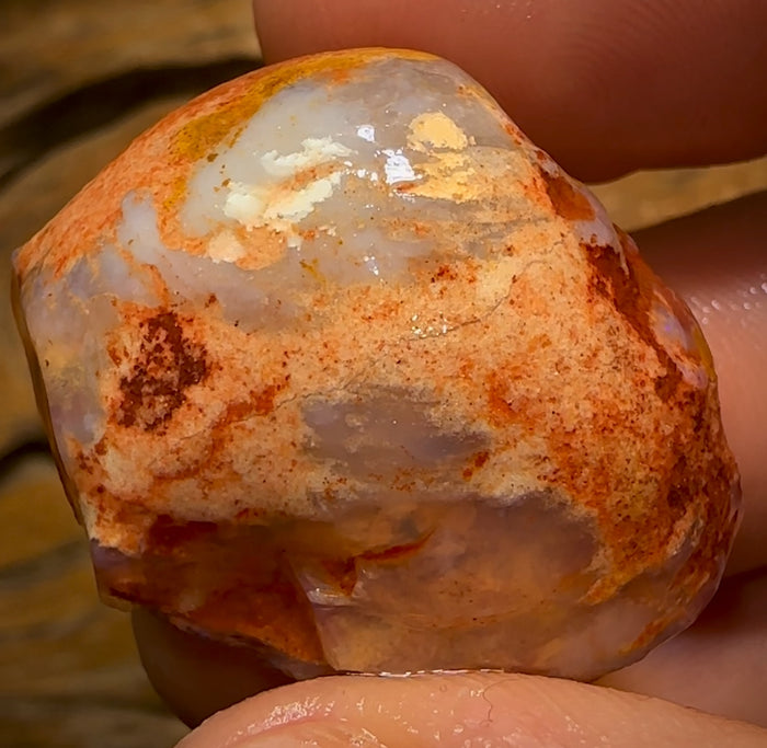 🔨 AUCTION 🔨 No Reserve 50.5cts - Opalised Shell Rare Geological Specimen from South Australia