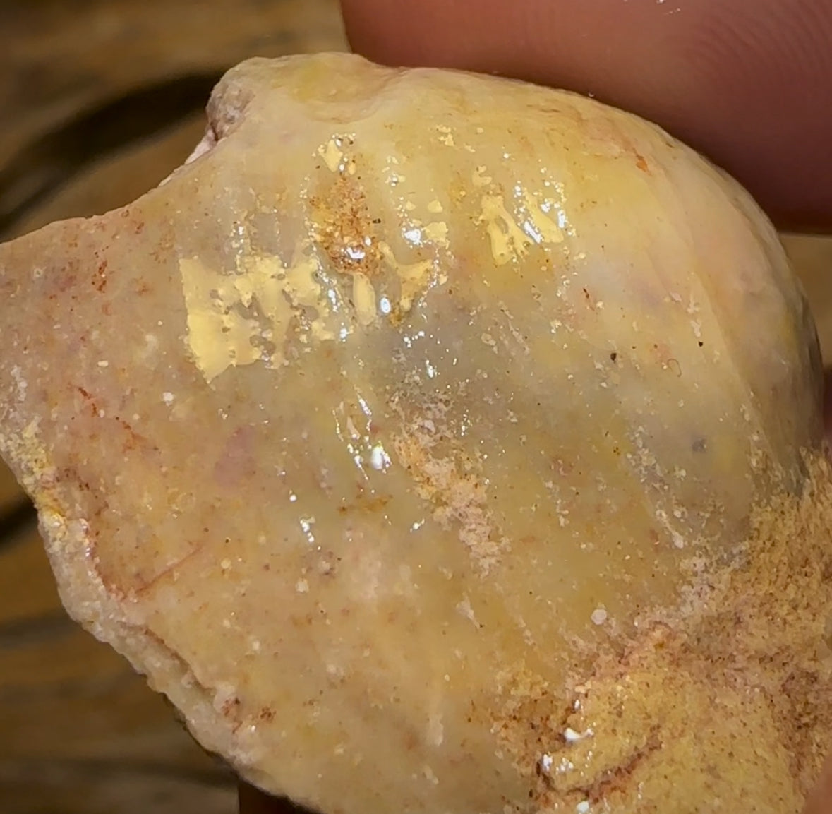 56.5cts - Opalised Shell Rare Geological Specimen from South Australia