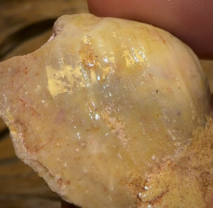 56.5cts - Opalised Shell Rare Geological Specimen from South Australia