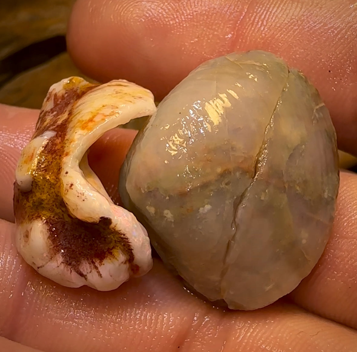 63.9cts - 2 for 1 Opalised Shell Rare Geological Specimen Set from South Australia