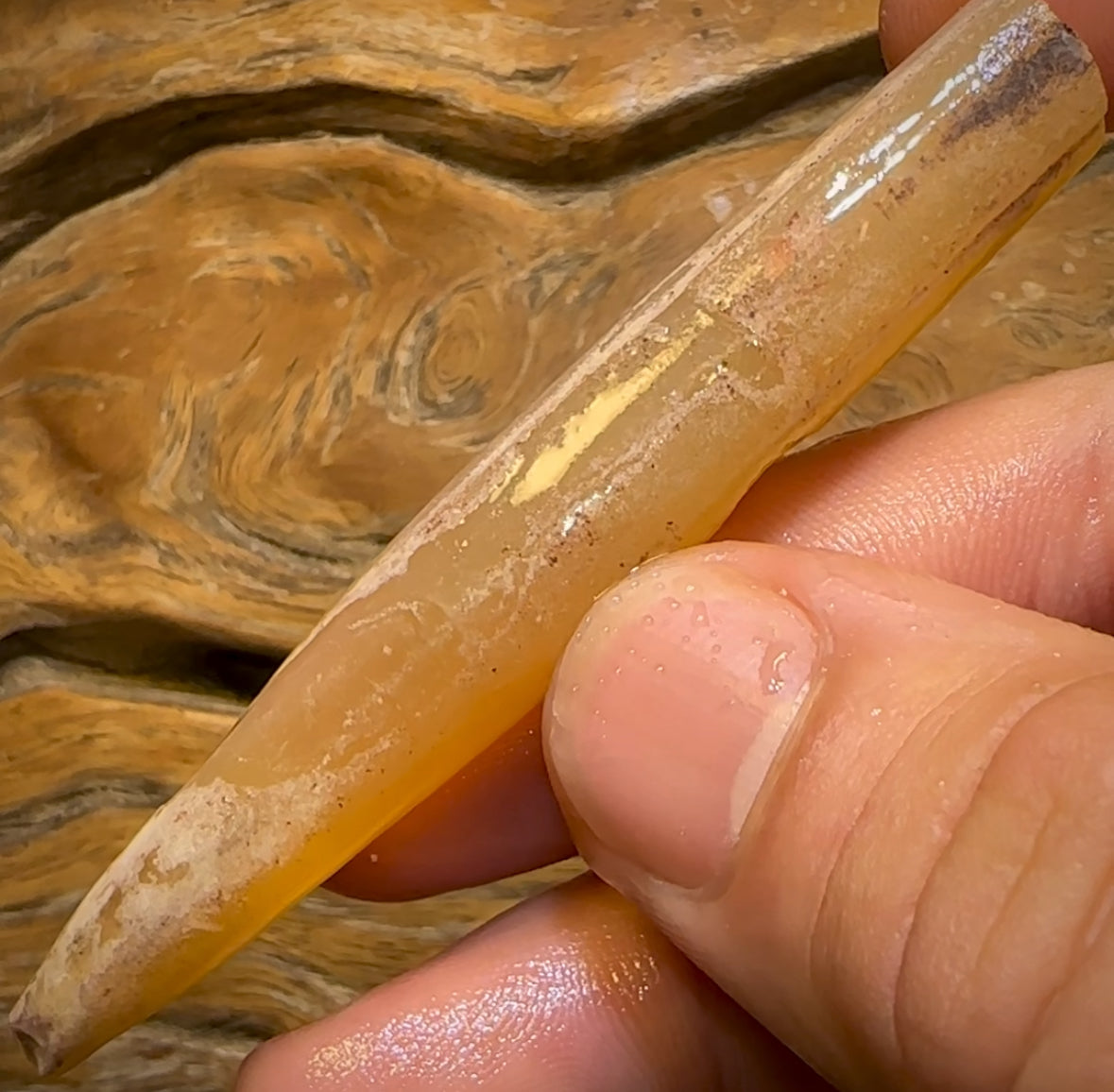 64.1cts - Opalised Belemnite Geological Specimen from South Australia