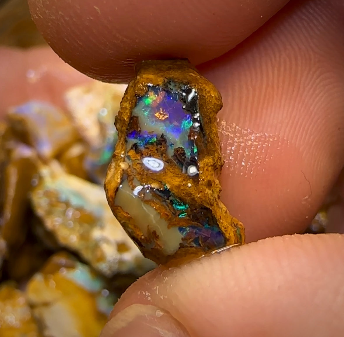 215cts - 25x Opalised Wood/Vegetation Fossil Rough Parcel from Yowah