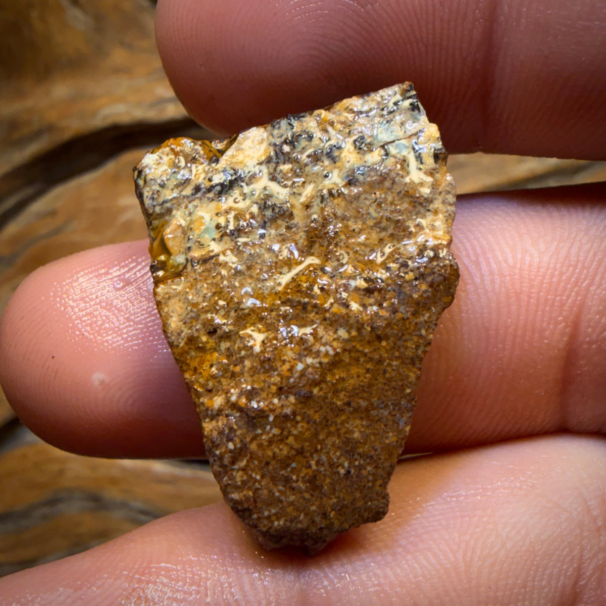 37.2cts - Vegetation Fossil Replacement Boulder Opal Rough Piece