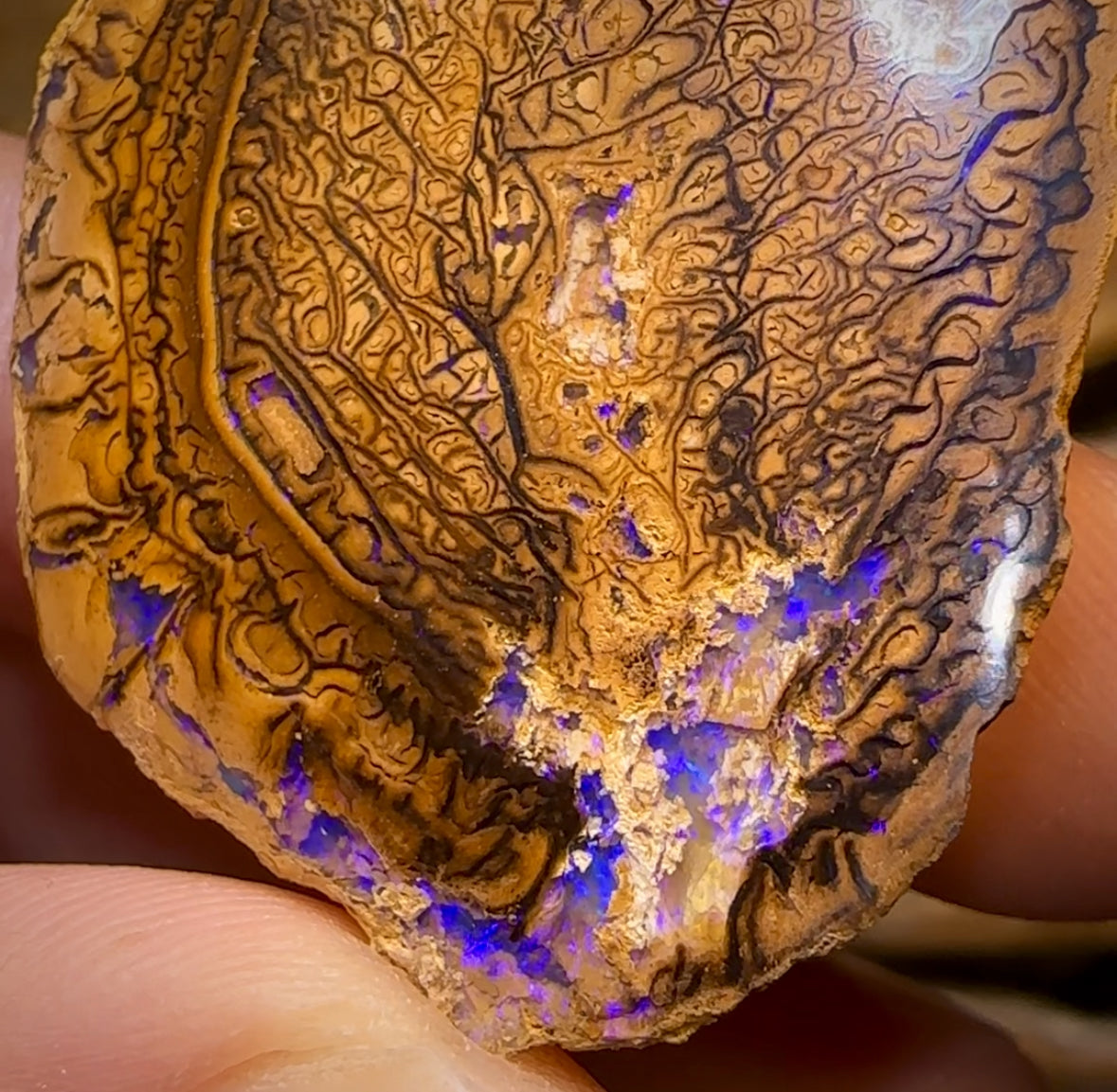 209.4cts - “Tribal Leaves” Yowah Nut Opal Polished Specimen Pair
