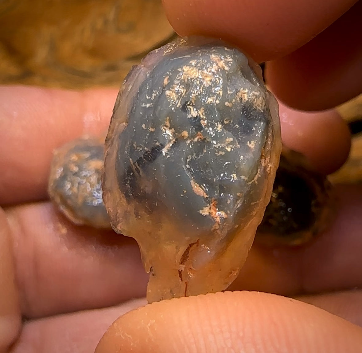 44.1cts - 3x Opalised Shell Geological Specimens from Lightning Ridge