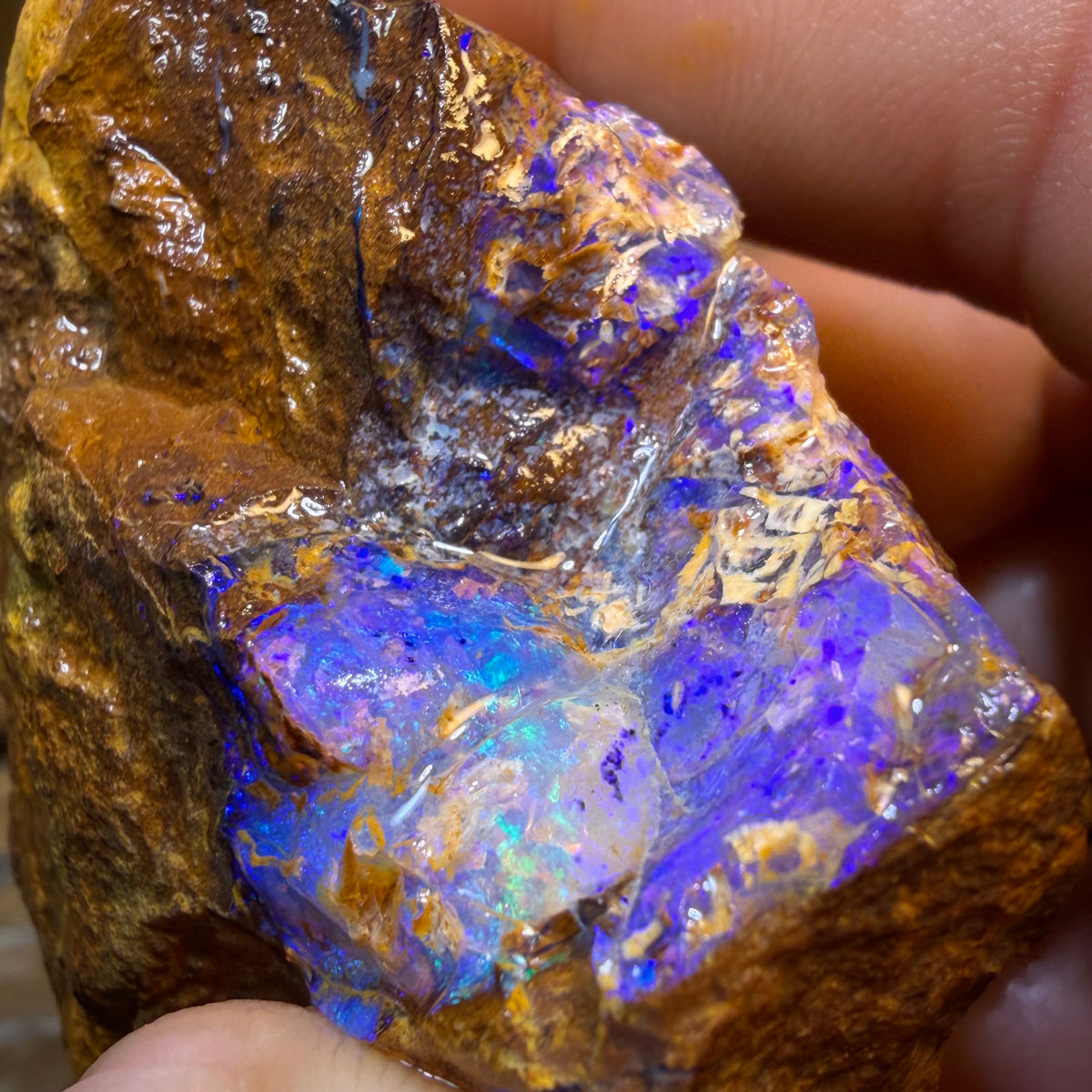 HDW 395.7cts - Opalised Fossil Replacement Boulder Opal Rough Piece