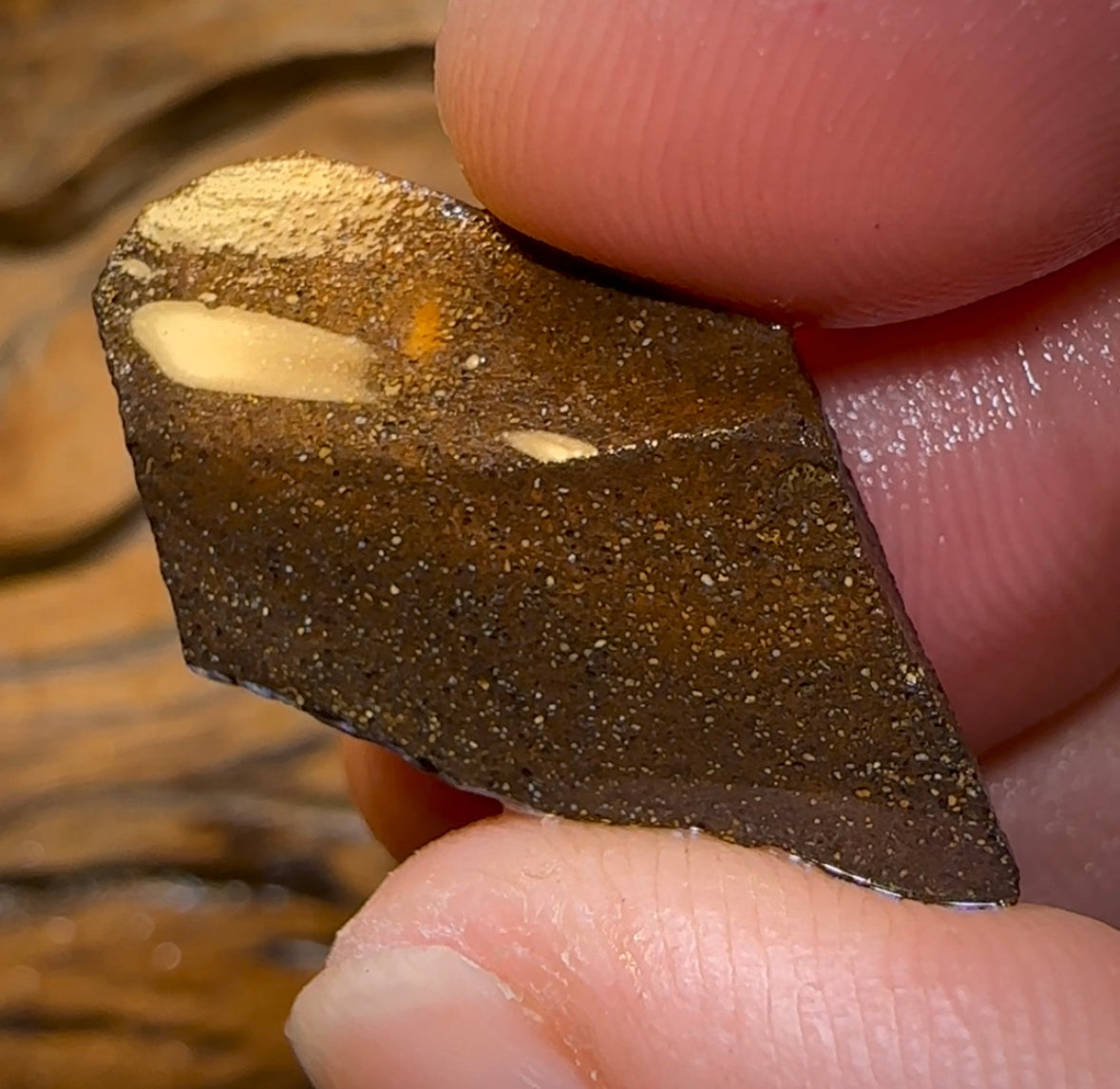 16.5cts - Australian Boulder Opal Rough Preform. Natural Split - Opal Whisperers