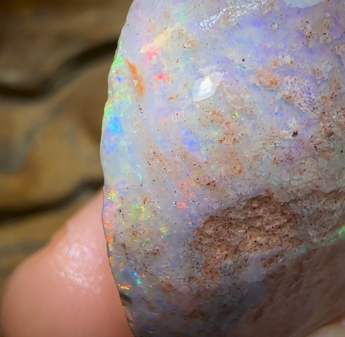 106.5cts - Opalised Shell Rare Geological Specimen from South Australia - Opal Whisperers