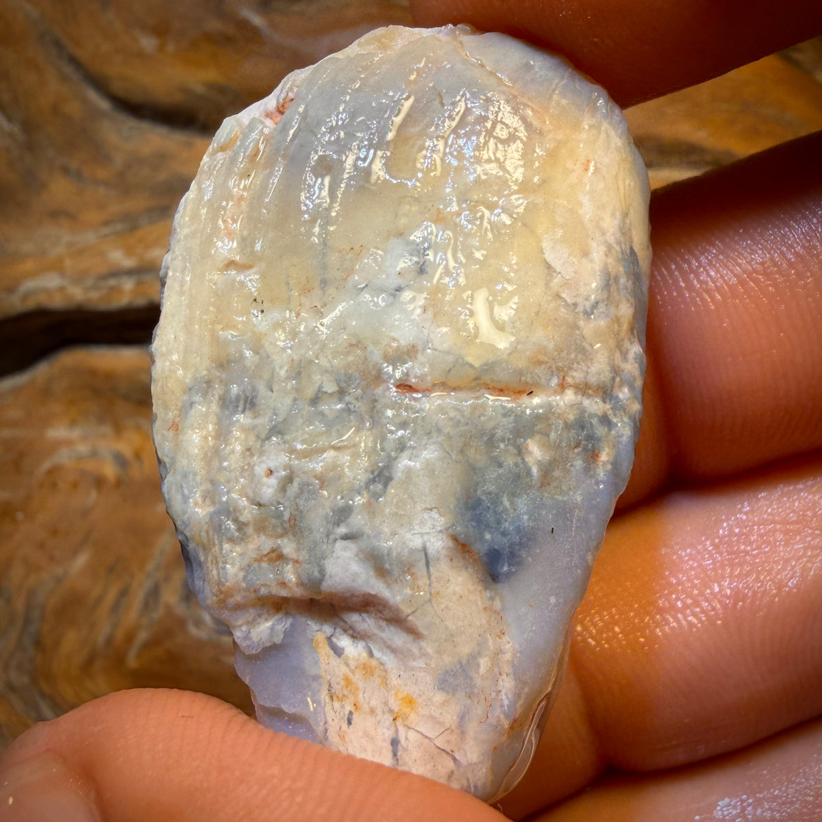 BARGAIN CARD! 75.5cts - Opalised Shell Geological Specimen from South Australia