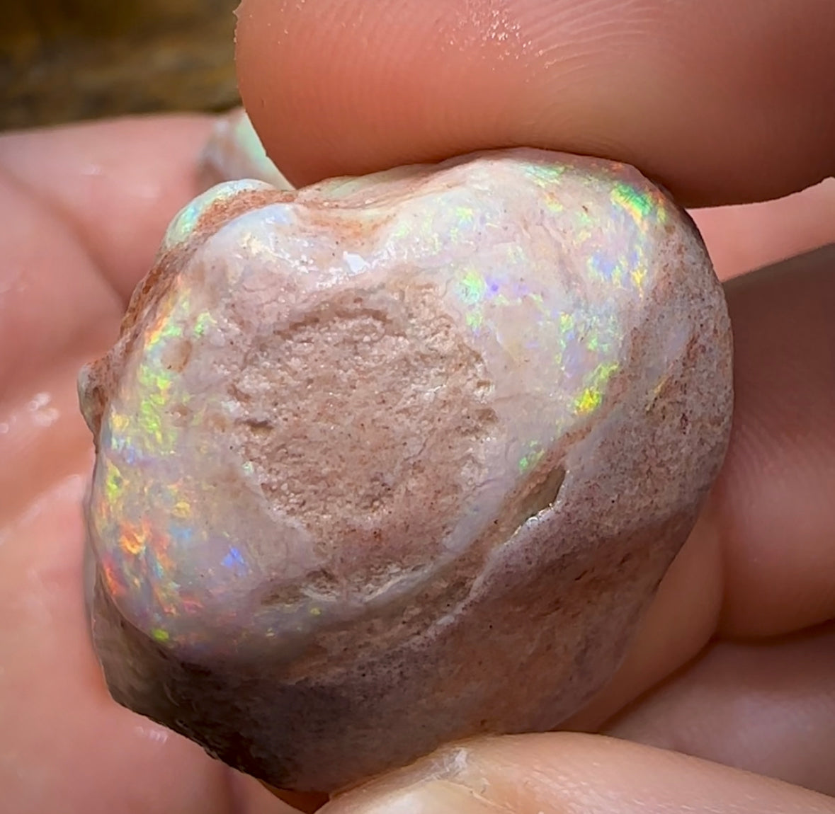 179.6cts - 5x Opalised Shell Geological Specimens from South Australia - Opal Whisperers