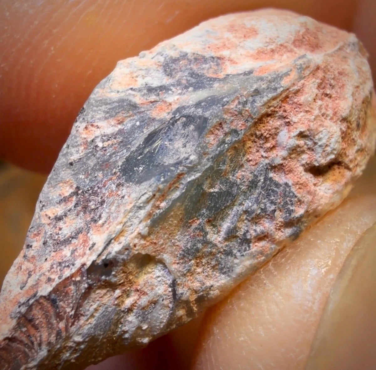 35.6cts - Opalised Shell Rare Geological Rough Specimen from Lightning Ridge