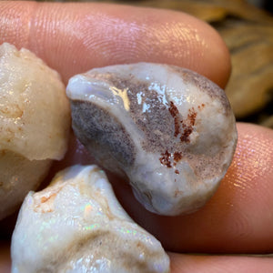 Dad Card! 34.2cts - 3x RARE Gastropods Natural Opalised Snail Shell Fossils