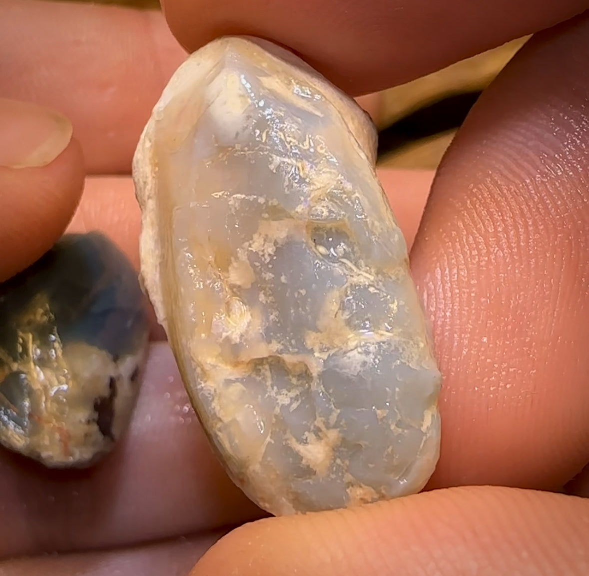 68.3cts - 3x Opalised Shell Geological Specimens from Lightning Ridge