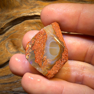 🔨 AUCTION 🔨 62.5cts - Boulder Pipe Opal Rough Piece. Australian Opal