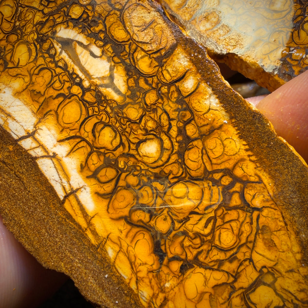 565cts - Large Tribal Yowah Nut Opal Rough Pair. Australian Opal