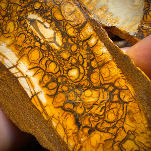 565cts - Large Tribal Yowah Nut Opal Rough Pair. Australian Opal