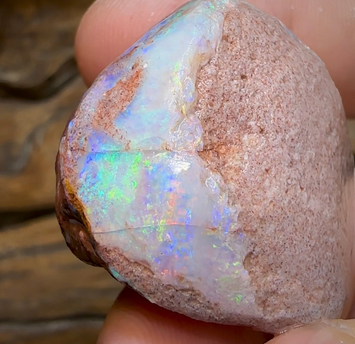 106.5cts - Opalised Shell Rare Geological Specimen from South Australia - Opal Whisperers