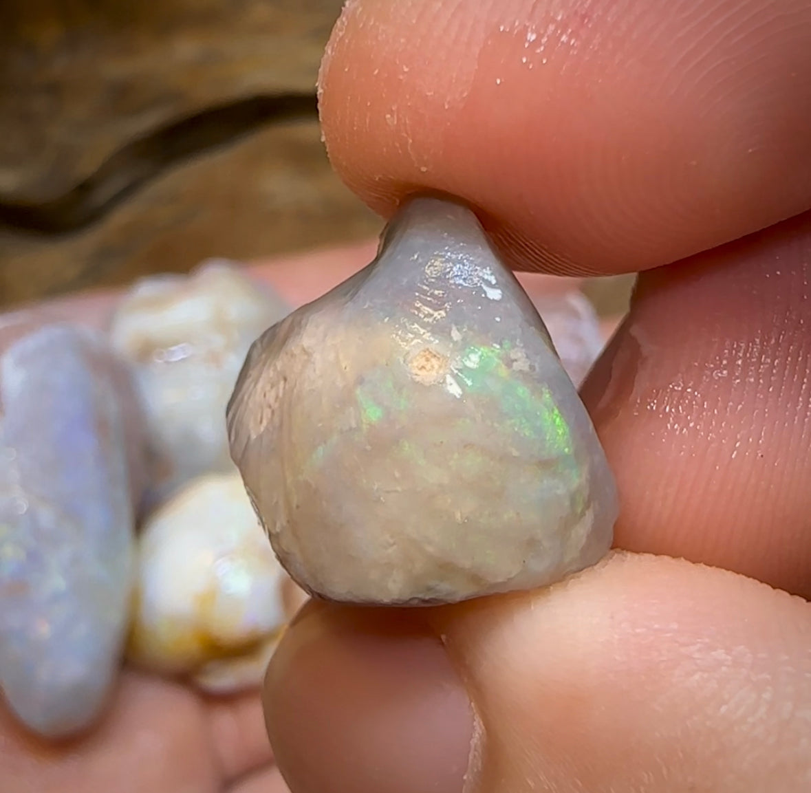 155.2cts - 5x Opalised Shell Geological Specimens from South Australia - Opal Whisperers