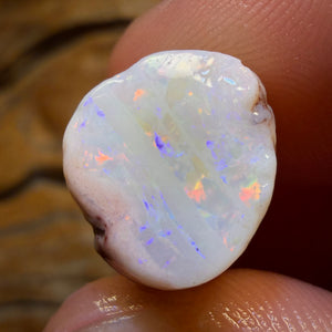 21.8cts - Opalised Belemnite Geological Specimen from South Australia
