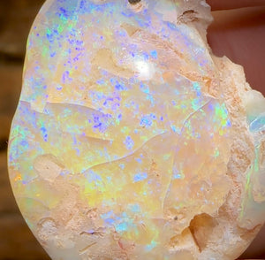 27.1cts - Opalised Fossil Shell Specimen from South Australia