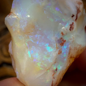 47.8cts - Opalised Shell Geological Specimen from South Australia
