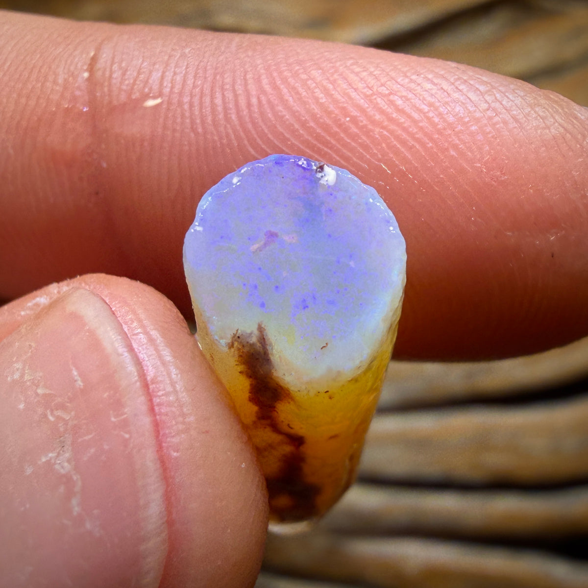 30.7cts - 3x Opalised Belemnite Geological Specimens from South Australia