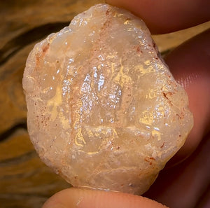 40.3cts - Opalised Shell Rare Geological Specimen from South Australia