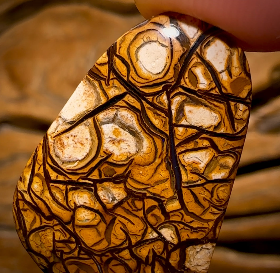 🔨 AUCTION 🔨 20.3cts - Yowah Nut Top Tribal Pattern Opal