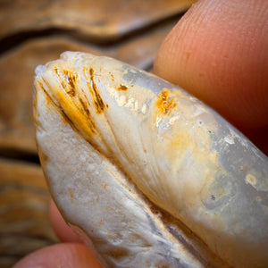 73.8cts - Opalised Shell Geological Specimen from South Australia. Featured on ‘Outback Opal Hunters’!