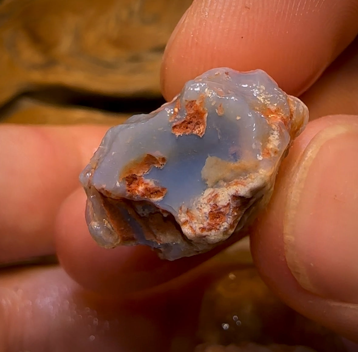 97.8cts - 4x Opalised Shell Geological Specimens from Lightning Ridge