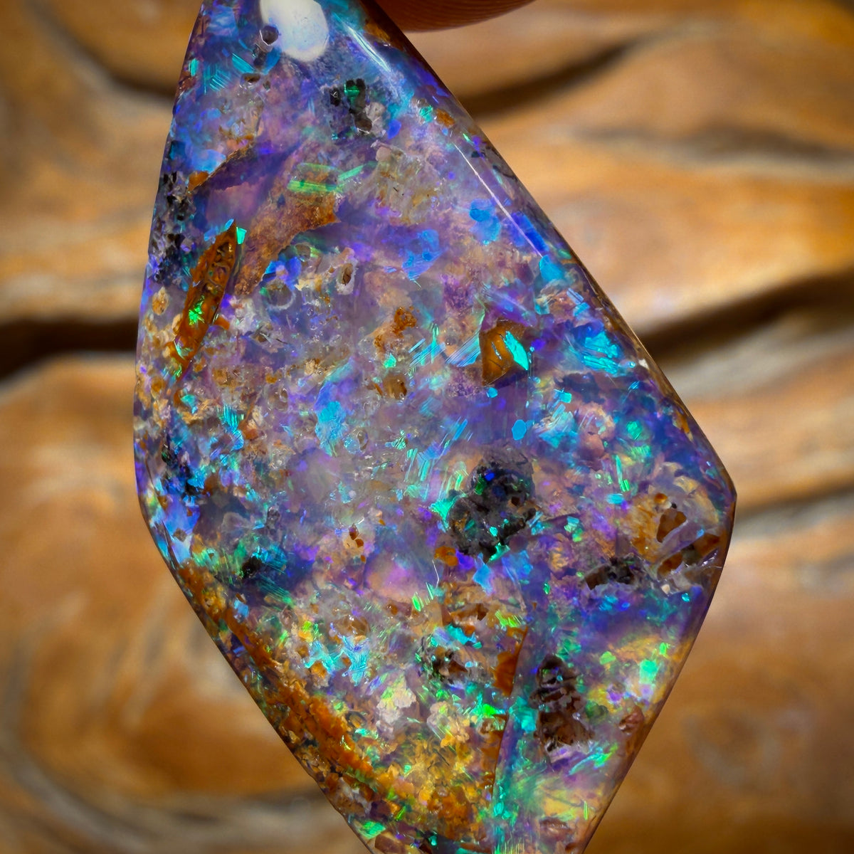 16.6cts - Gem Australian Boulder fossil replacment Opal