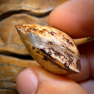 46.8cts - Opalised Shell Geological Specimen from South Australia. Featured on ‘Outback Opal Hunters’!
