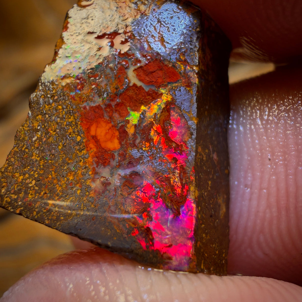 19.5cts - Super Rare Koroit Nut Opal Rub. Magenta Red!