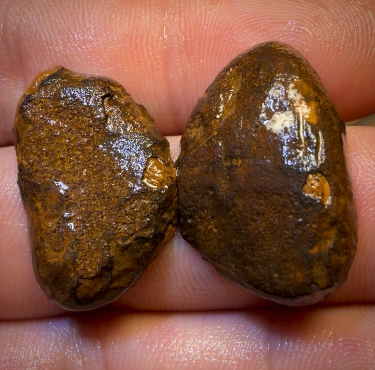 OpalFest Bargain Card! 35.3cts - Yowah Nut Partial Crystal Centre Rough Specimen Pair