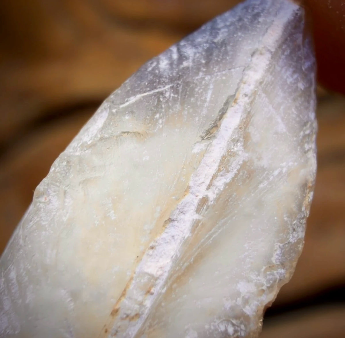 16.1cts - Opalised Shell Rare Geological Rough Specimen from Lightning Ridge