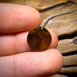 🔨 AUCTION 🔨 No Reserve 6.7cts - Queensland Boulder Opal from Yowah