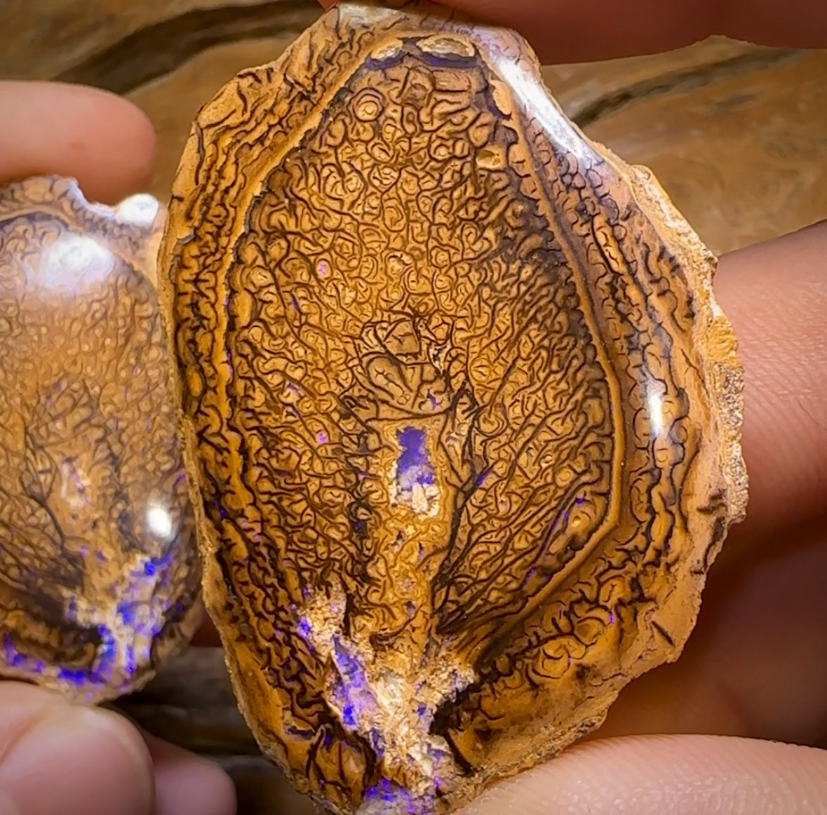 209.4cts - “Tribal Leaves” Yowah Nut Opal Polished Specimen Pair