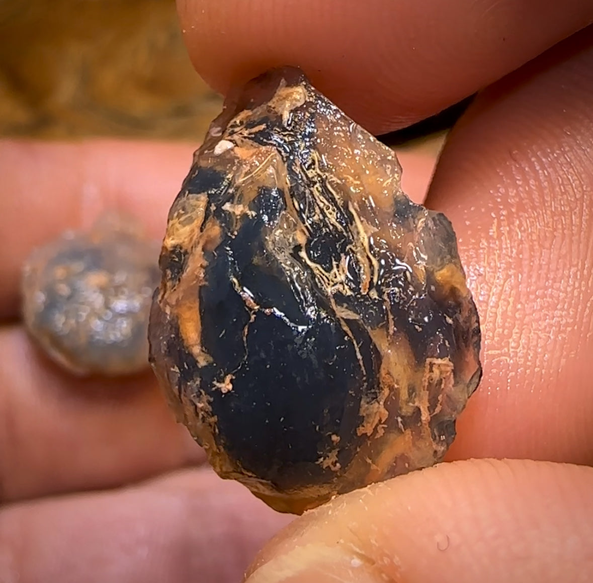 44.1cts - 3x Opalised Shell Geological Specimens from Lightning Ridge