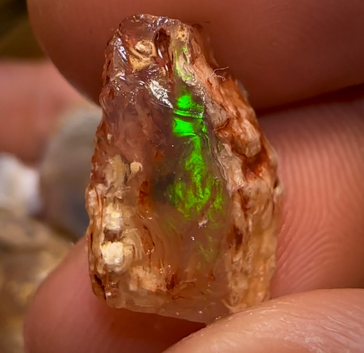 90.2cts - 12x Opalised Fossil Geological Specimens from Lightning Ridge