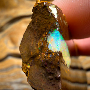 279.9cts - TOP Vegetation Fossil Replacement Boulder Opal Specimen Rub