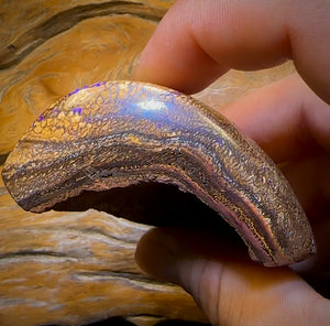 574.5cts - Large Tan Tribal Queensland Boulder Opal. Polished Specimen