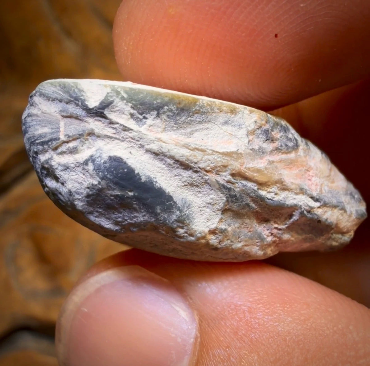 42.8cts - Opalised Shell Rare Geological Rough Specimen from Lightning Ridge