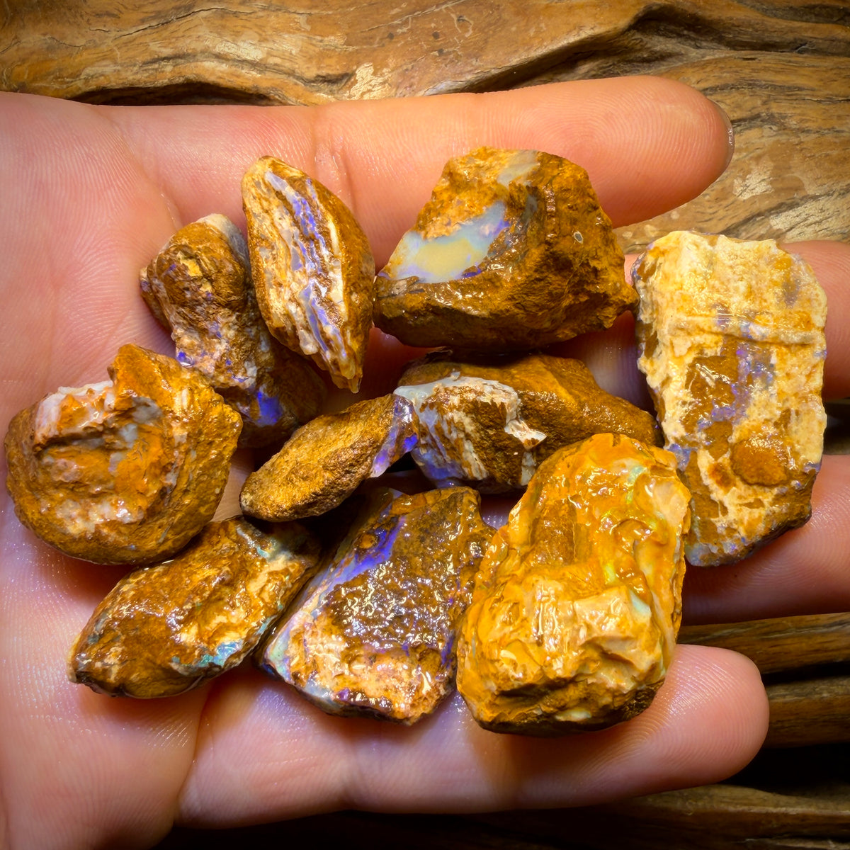 🔒311.5cts - 10x Opalised Wood/Vegetation Fossil Rough Parcel from Yowah