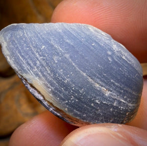 55cts - Black Opalised Shell Rare Geological Rough Specimen from Lightning Ridge