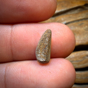 1.8cts - Solid Australian Boulder Pipe Opal
