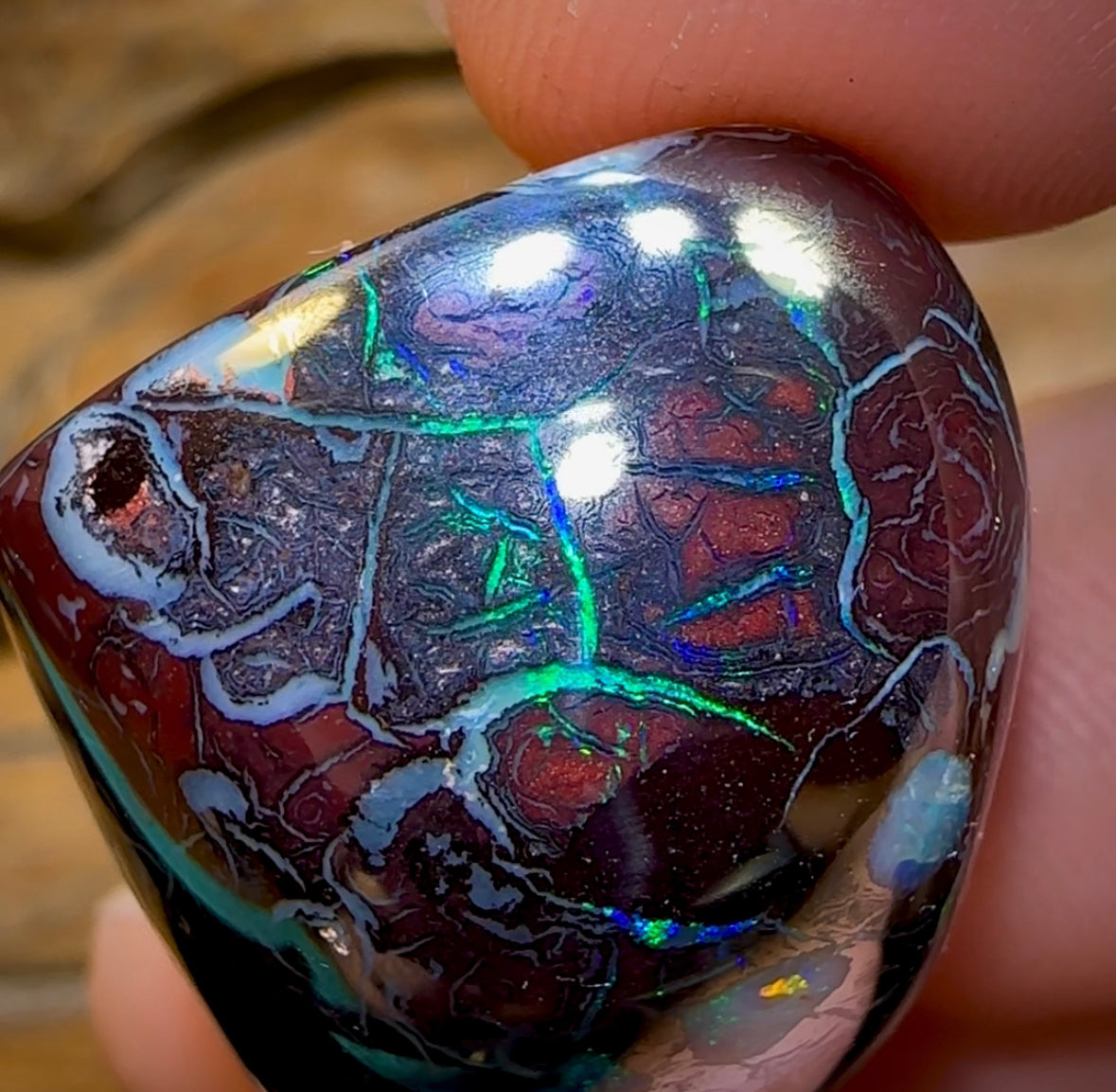 113.2cts - Polished Koroit Nut Opal Specimen - Opal Whisperers