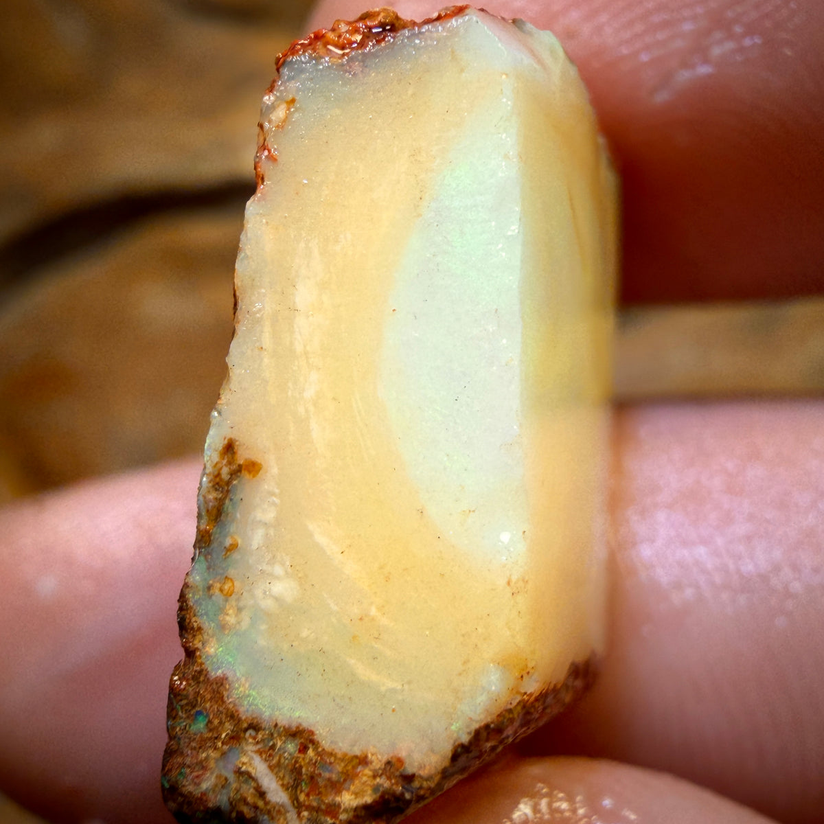 🔨 AUCTION 🔨 No Reserve 34.1cts - Boulder Pipe Opal Rough Piece. Australian Opal